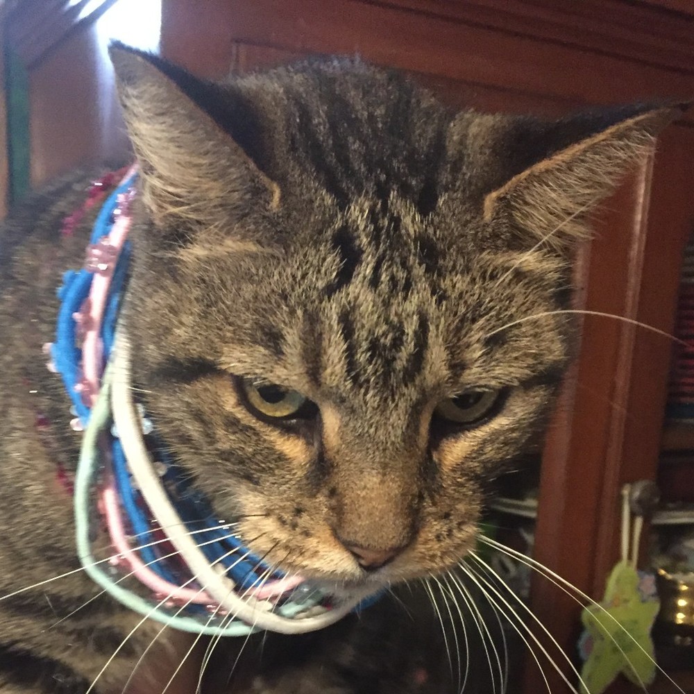 Meet your Posher, Rocker Cat